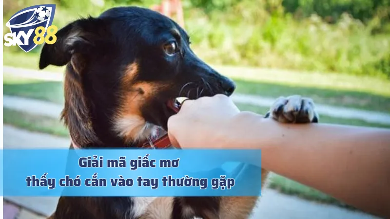 Giải mã giấc mơ thấy chó cắn vào tay chi tiết và chuẩn chỉ