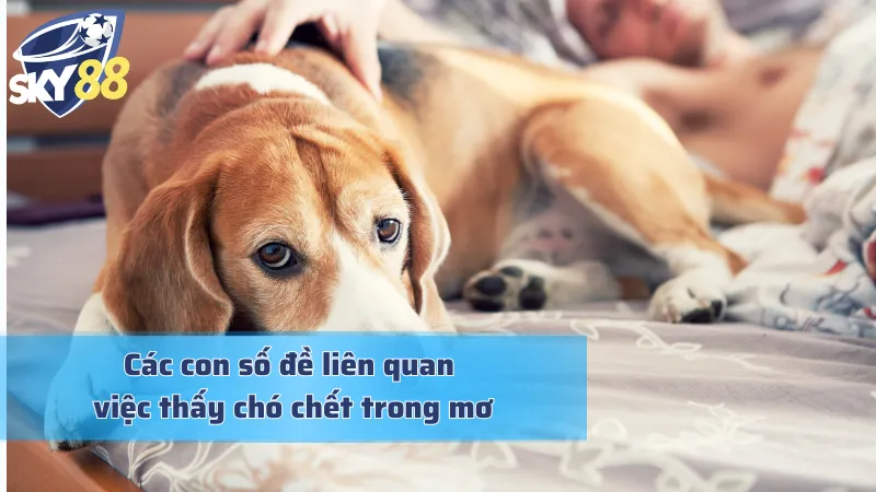 Thấy chó chết khi mơ với những con số tài lộc đính kèm