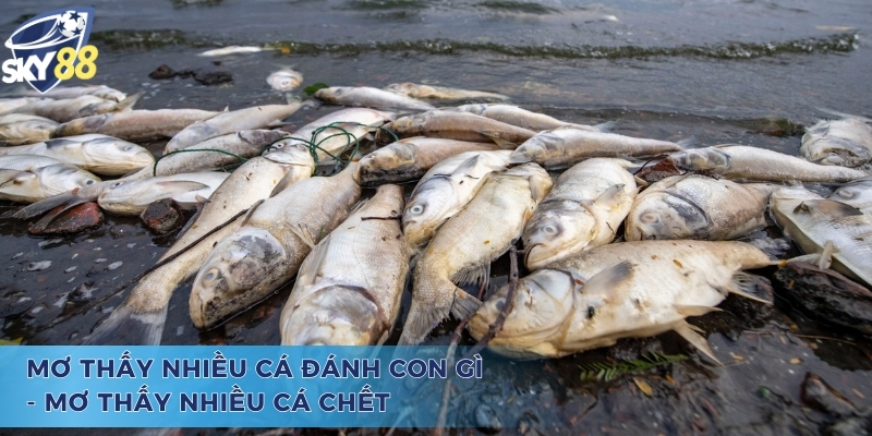 Mơ thấy nhiều cá đánh con gì? - Lời cảnh báo về chiêm bao cá chết