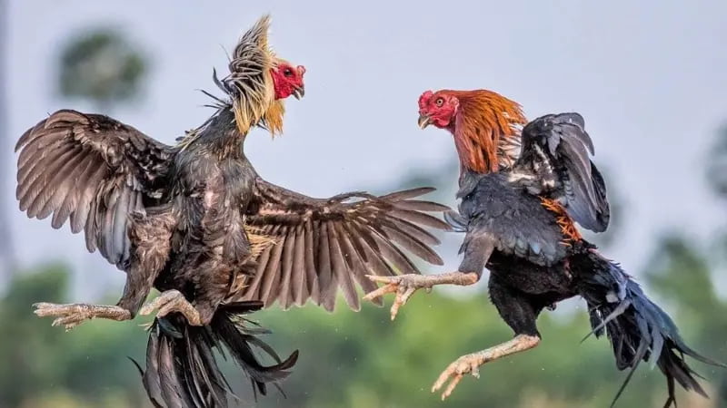 Lý do khiến nhiều sư kê lựa chọn nuôi Gà Mỹ Dòng Kelso