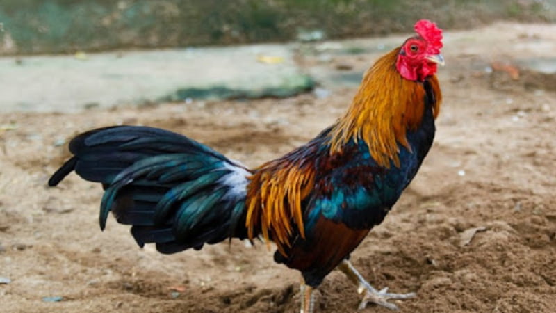 So sánh Gà Mỹ Dòng Kelso với các giống gà đá Mỹ khác