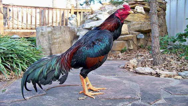 Cách nuôi dưỡng gà nòi Asil đạt chuẩn để thi đấu